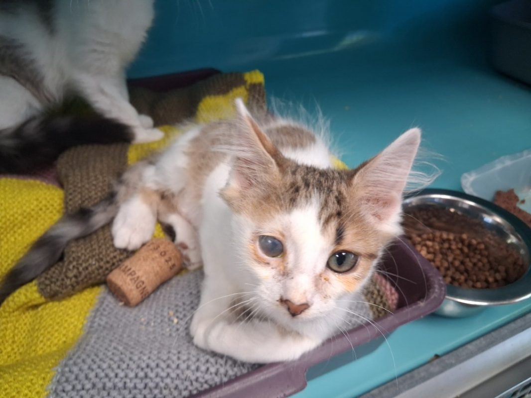 Capucino - Chat Européen à adopter