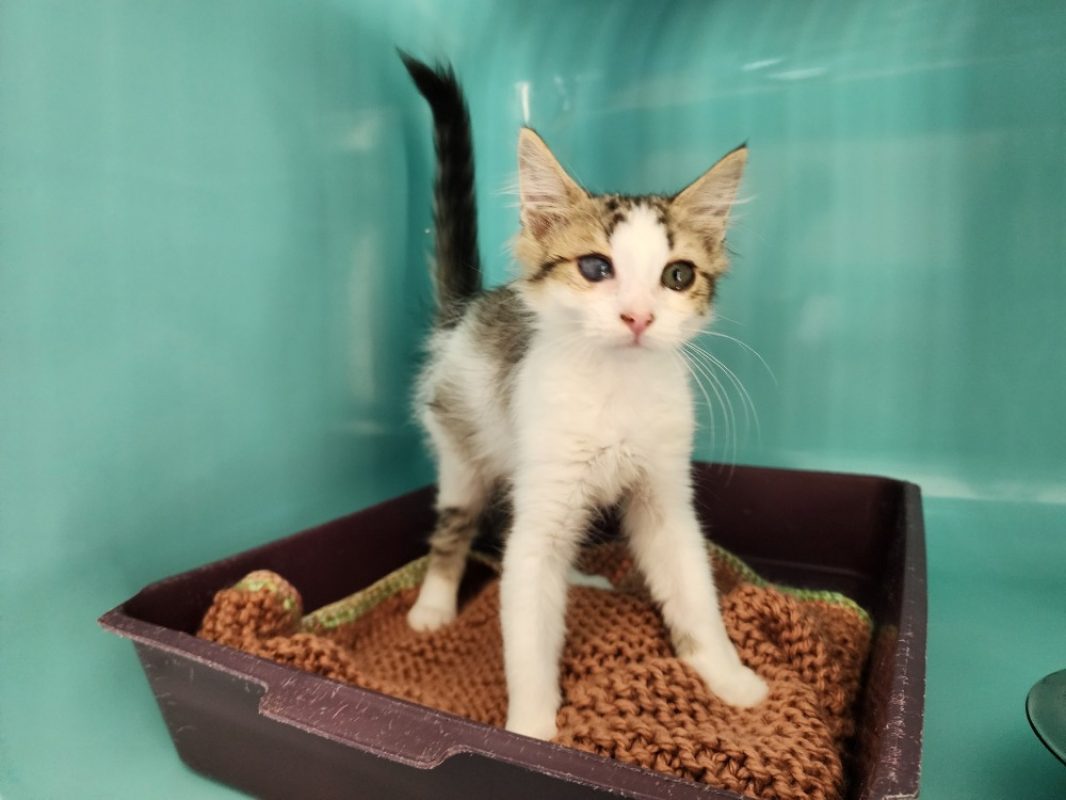 Spark - Chat Européen à adopter