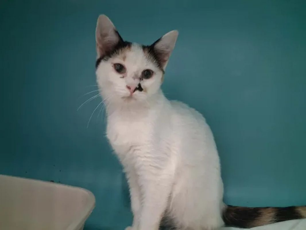 Daisy - Chat Européen à adopter