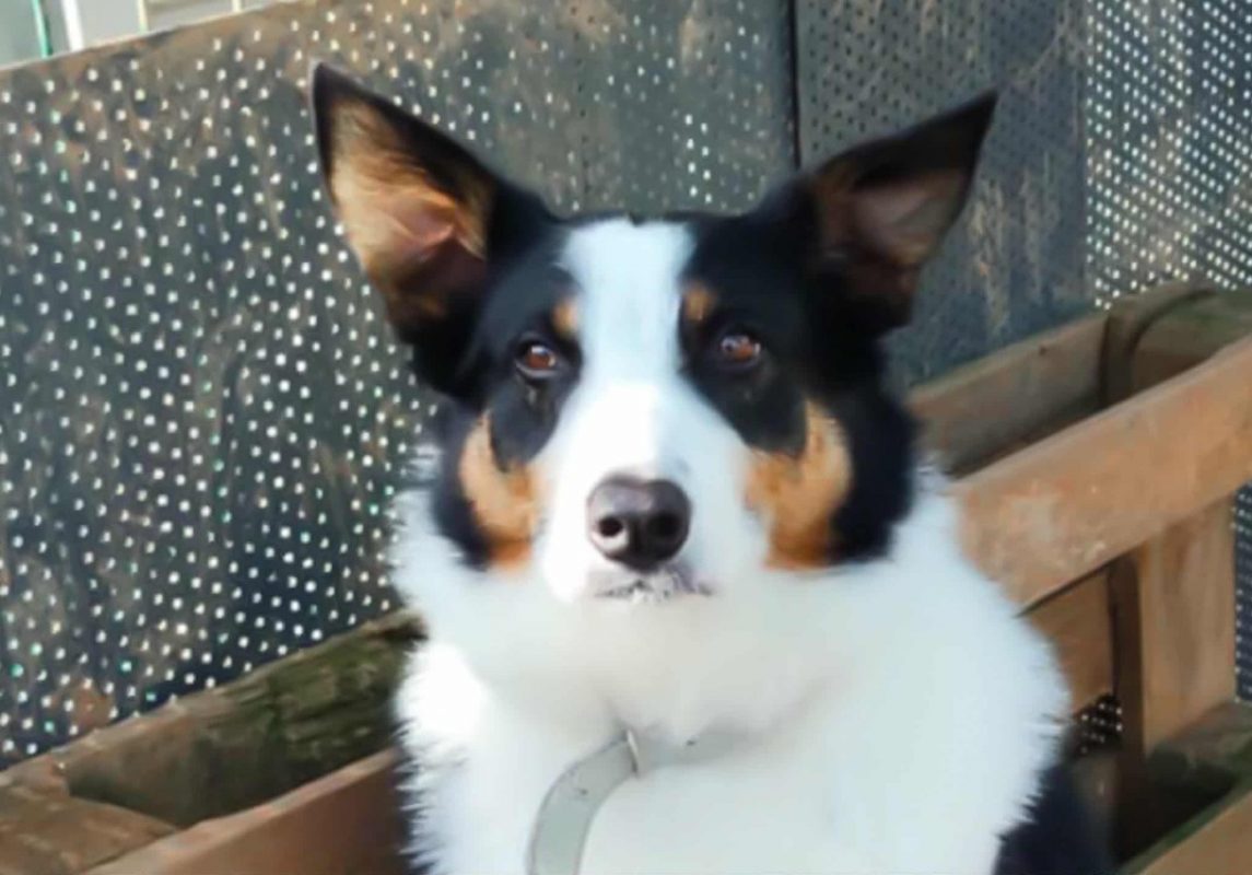 Cisco - Chien Border Collie à adopter