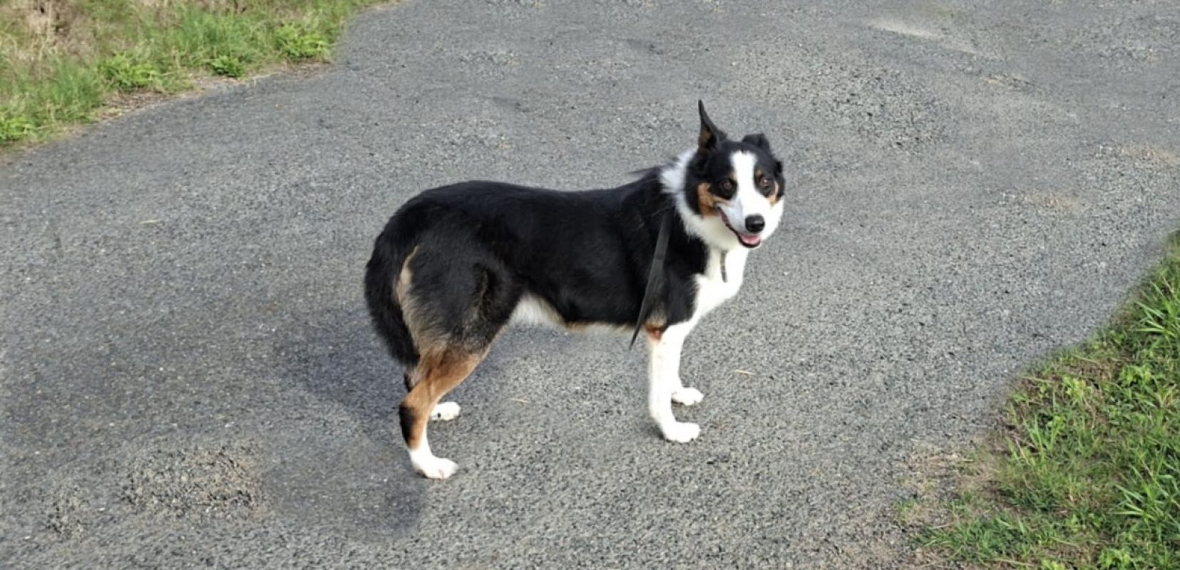 Cisco - Chien Border Collie à adopter - photo 2