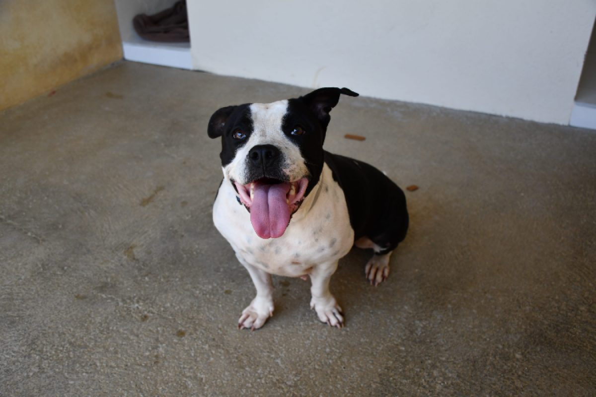 Lexis - Chien Bouledogue Américain à adopter