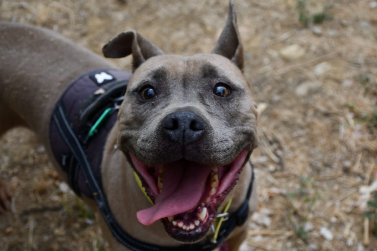 Mena - Chien Bouledogue Américain à adopter
