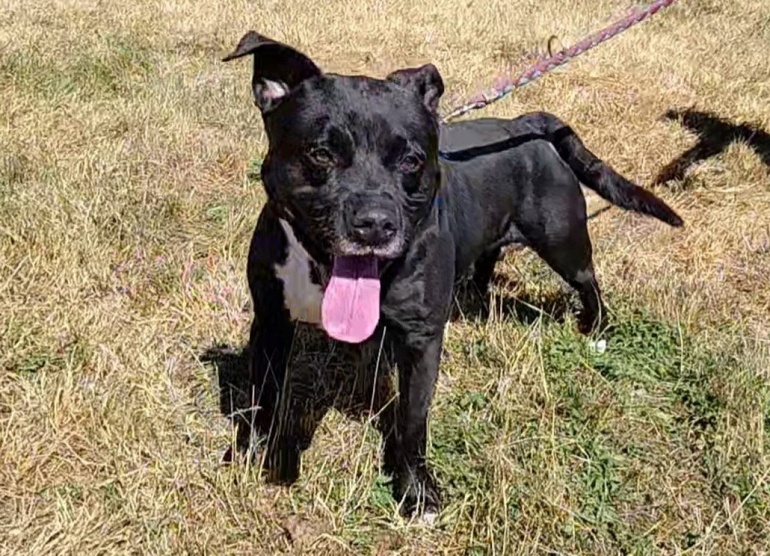 AÏko - Chien American Bully à adopter