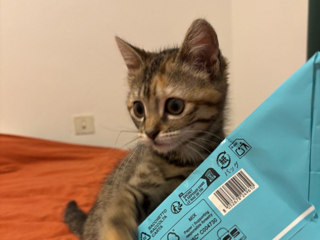 Buffy - Chat Européen à adopter