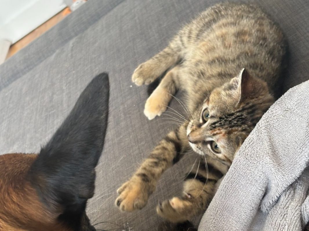 Buffy - Chat Européen à adopter - photo 2