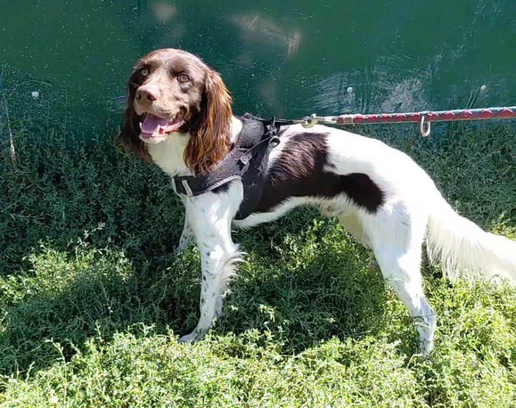 Hunter - Chien à adopter
