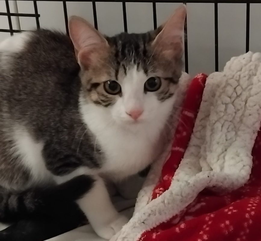 Zouzou - Chat Européen à adopter