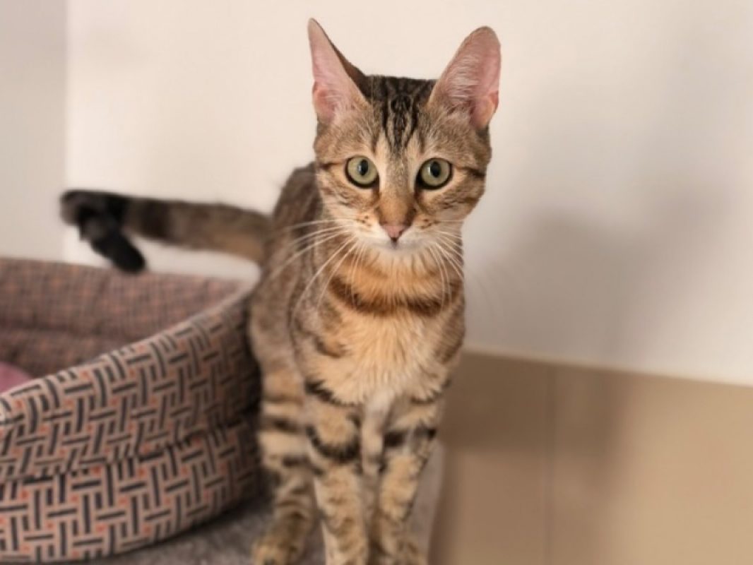 Moufette - Chat Européen à adopter