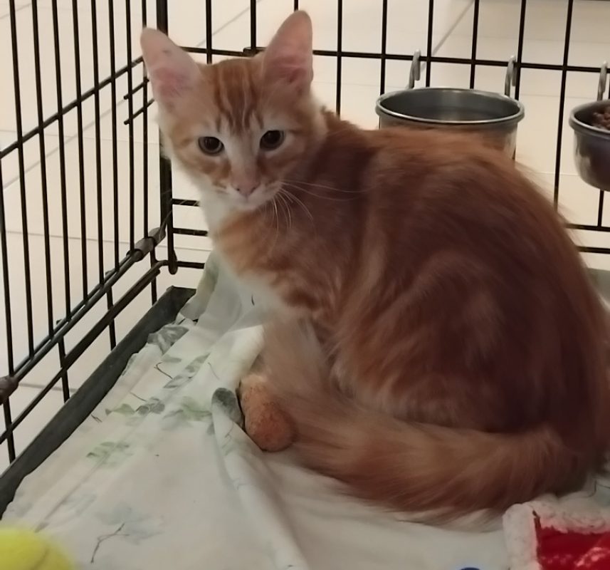 Lulu - Chat Européen à adopter