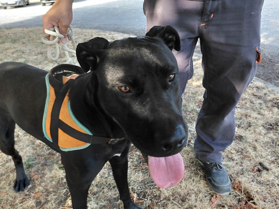Pickles - Chien à adopter