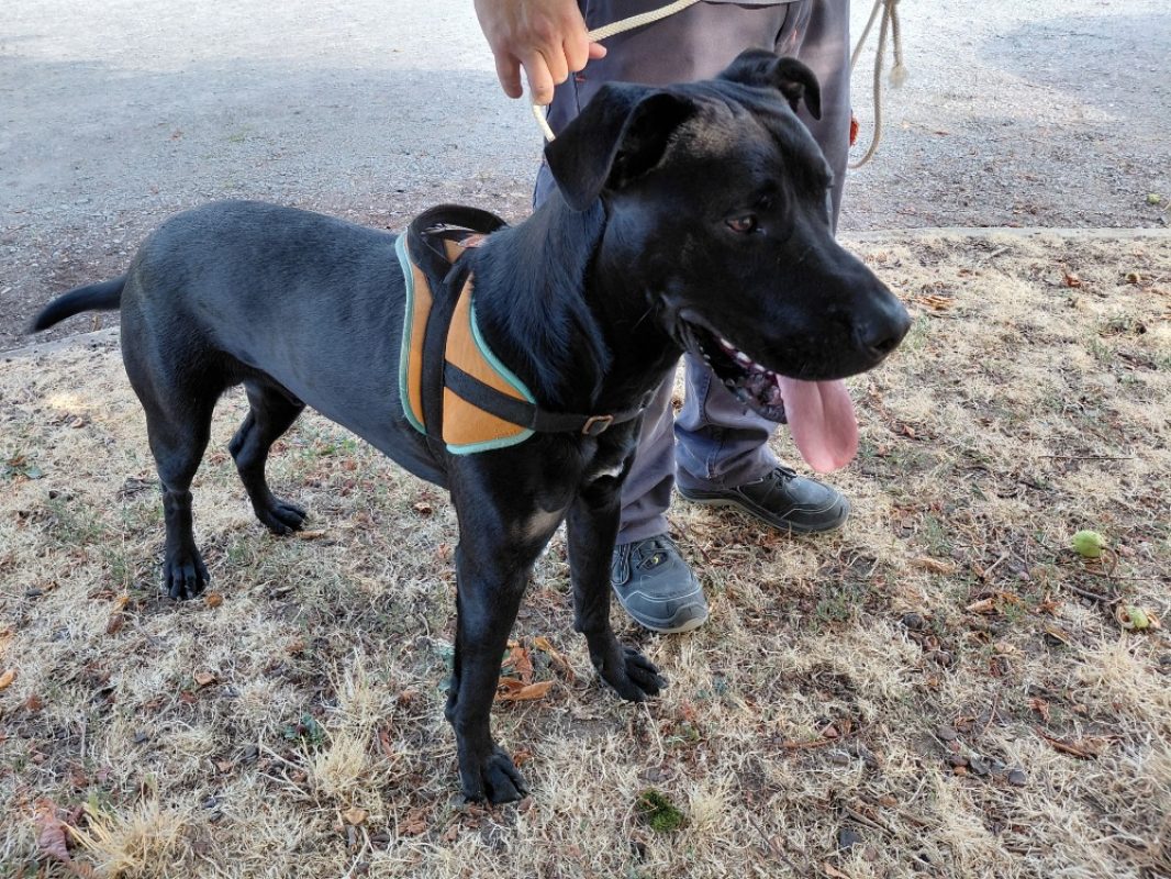Pickles - Chien à adopter - photo 2