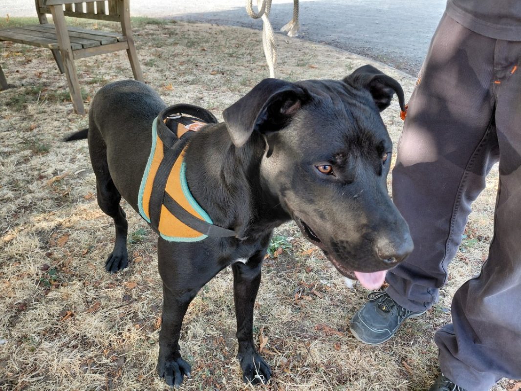 Pickles - Chien à adopter - photo 3