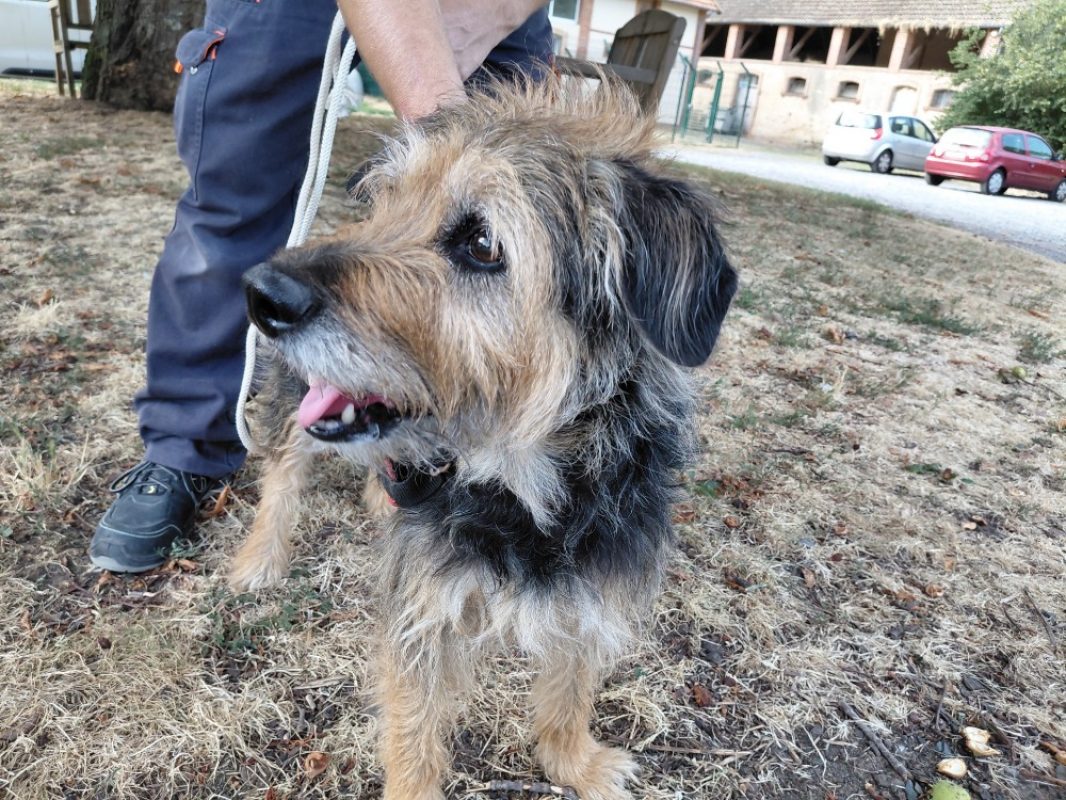 Lyloo - Chien à adopter