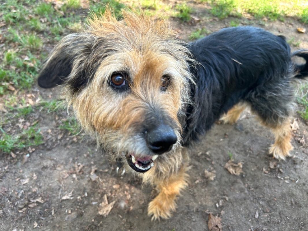 Lyloo - Chien à adopter