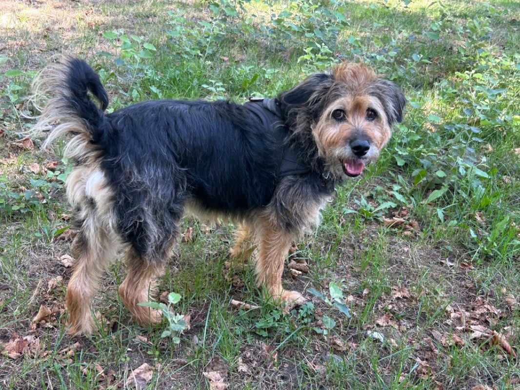 Lyloo - Chien à adopter - photo 2