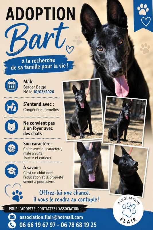 Bart - Chien Berger Belge Malinois à adopter