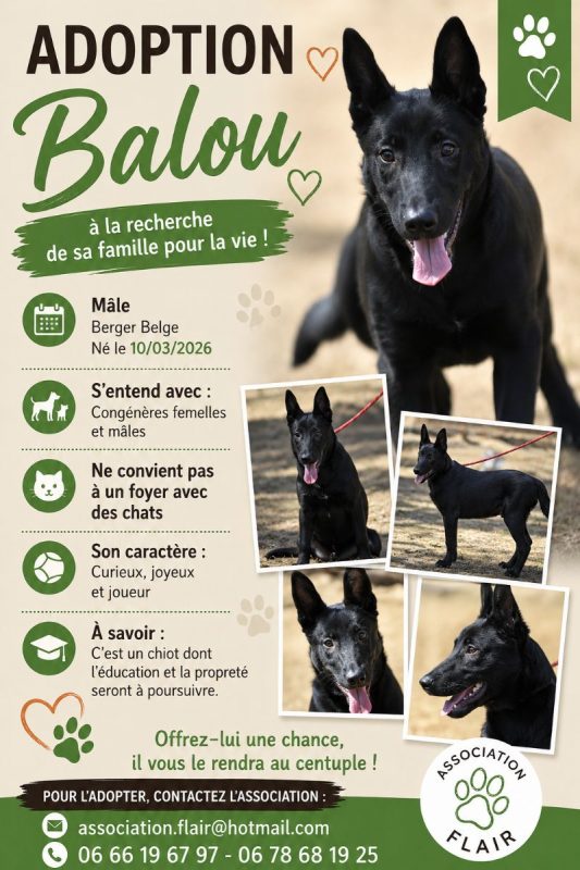 Balou - Chien Berger Belge Malinois à adopter