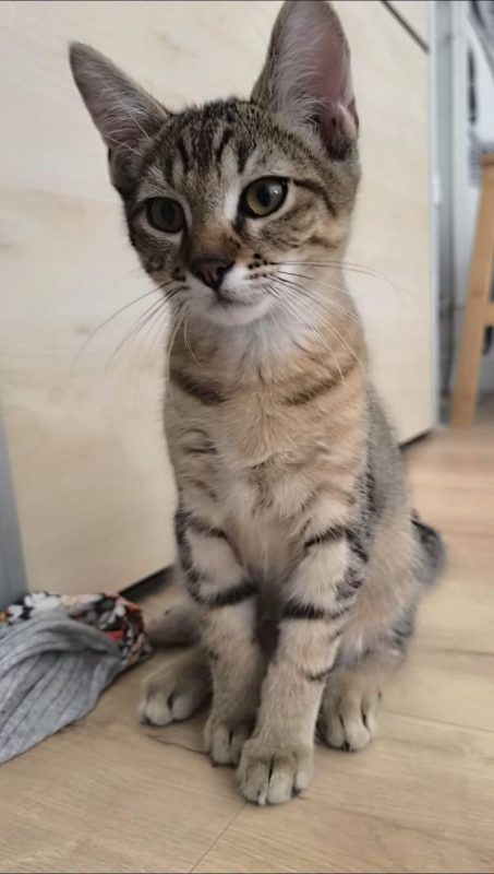 Storm - Chat Européen à adopter - photo 6