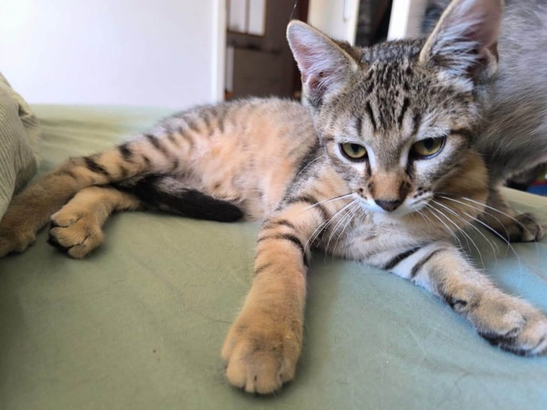 Storm - Chat Européen à adopter