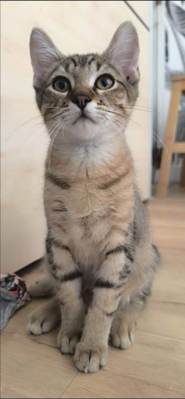 Storm - Chat Européen à adopter - photo 2