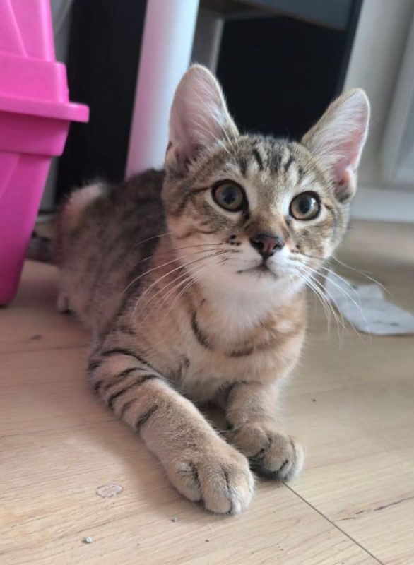 Storm - Chat Européen à adopter - photo 8