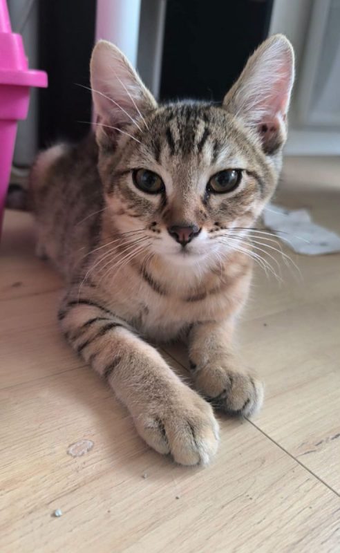 Storm - Chat Européen à adopter - photo 3
