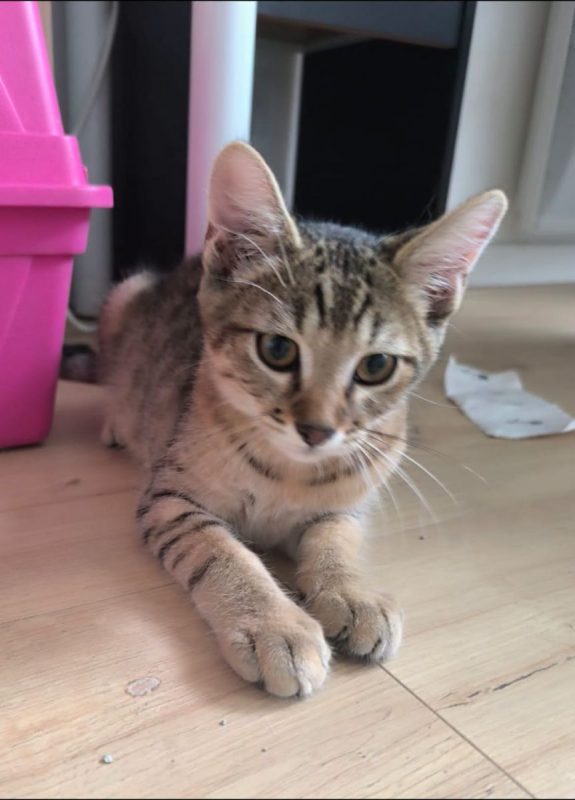Storm - Chat Européen à adopter - photo 5