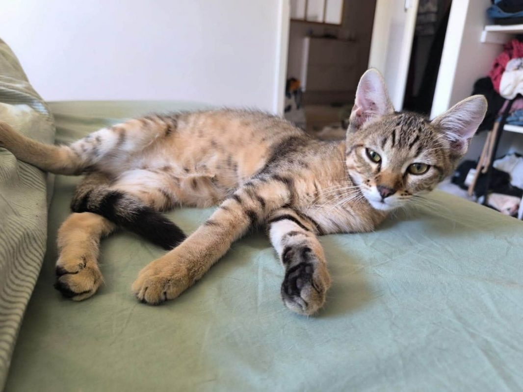 Storm - Chat Européen à adopter - photo 9
