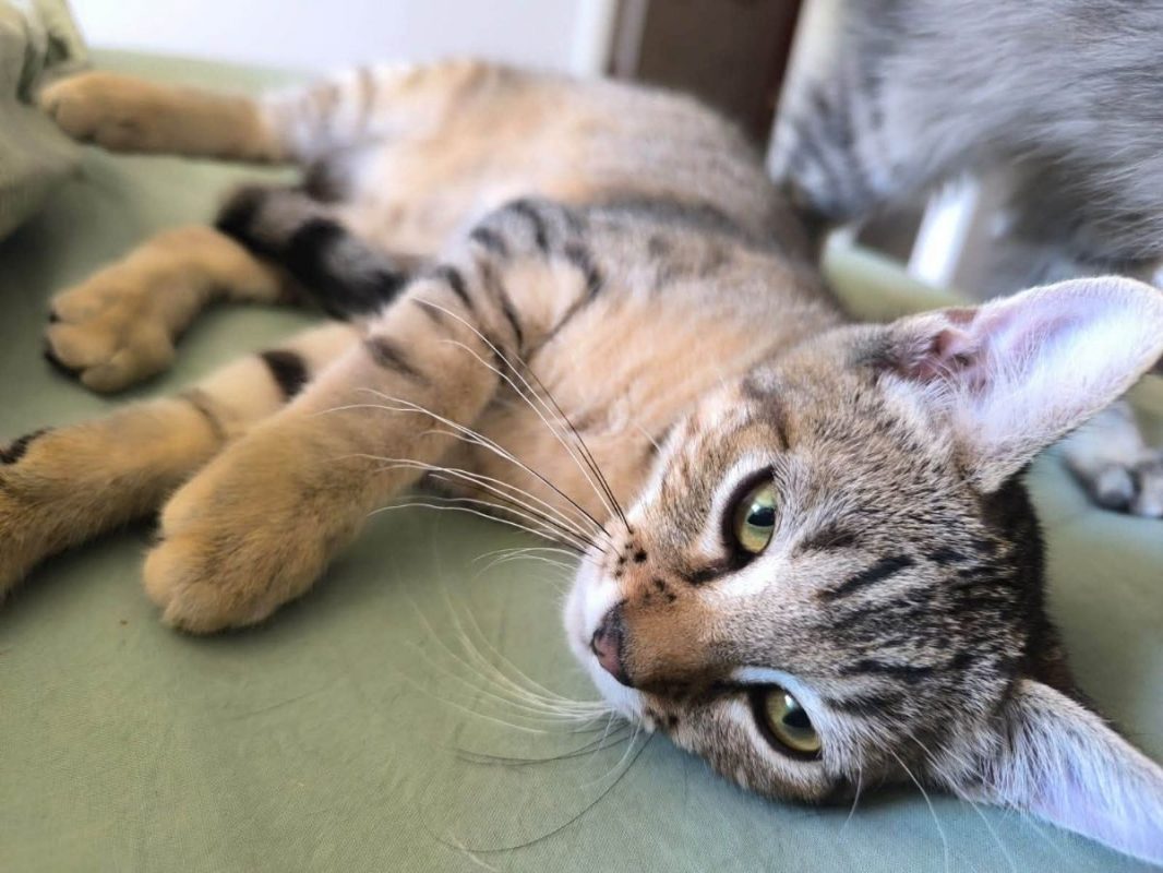 Storm - Chat Européen à adopter - photo 7