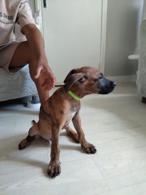 Junior - Chien à adopter - photo 2