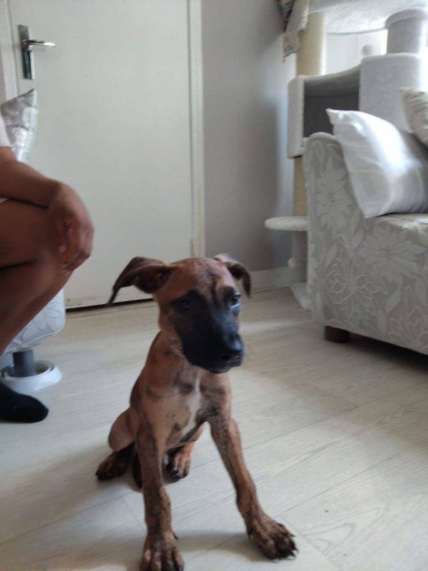 Junior - Chien à adopter - photo 3