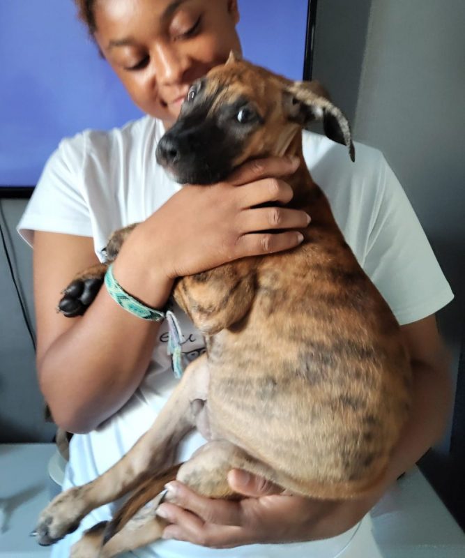 Junior - Chien à adopter