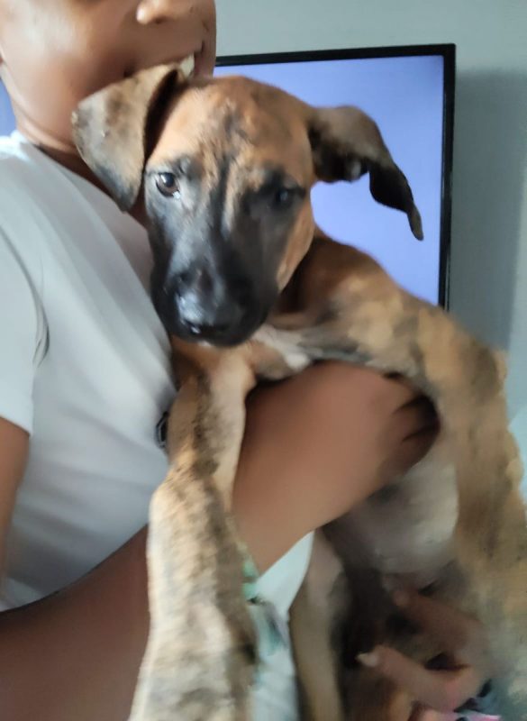 Junior - Chien à adopter - photo 4
