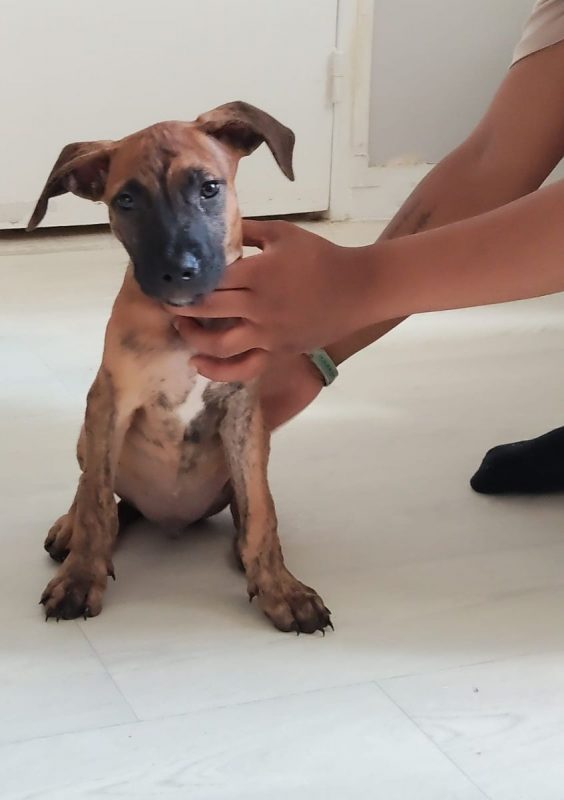 Junior - Chien à adopter - photo 6