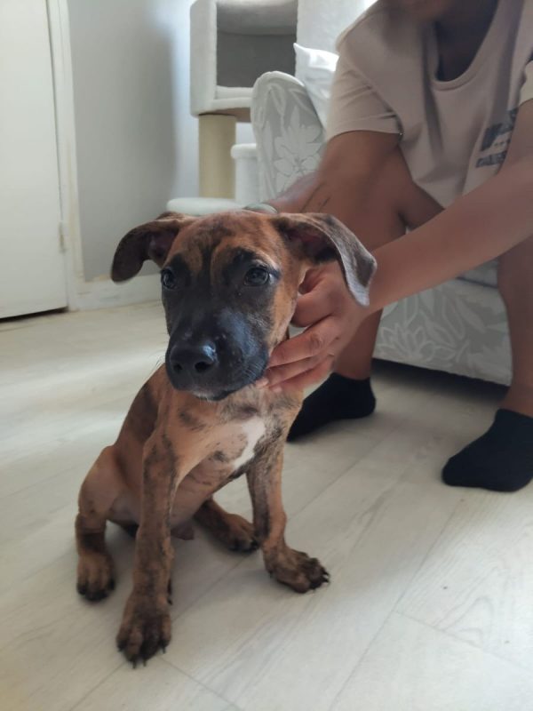Junior - Chien à adopter - photo 8
