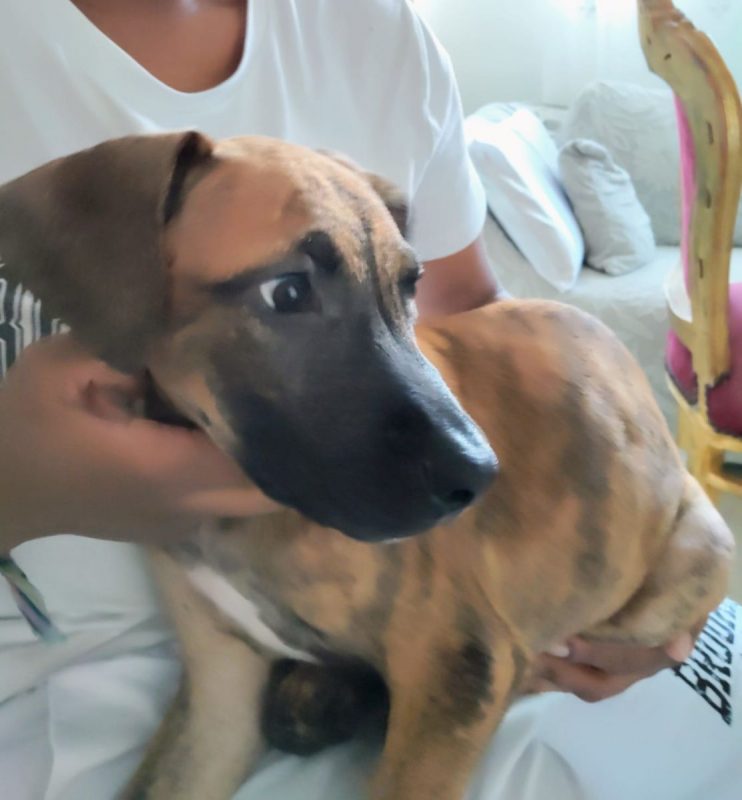 Junior - Chien à adopter - photo 9