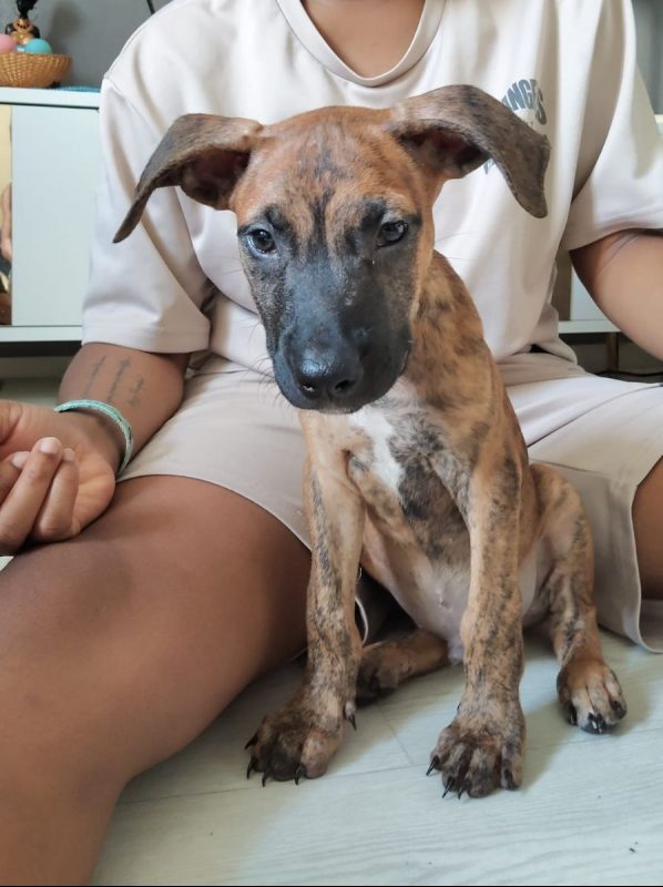 Junior - Chien à adopter - photo 7