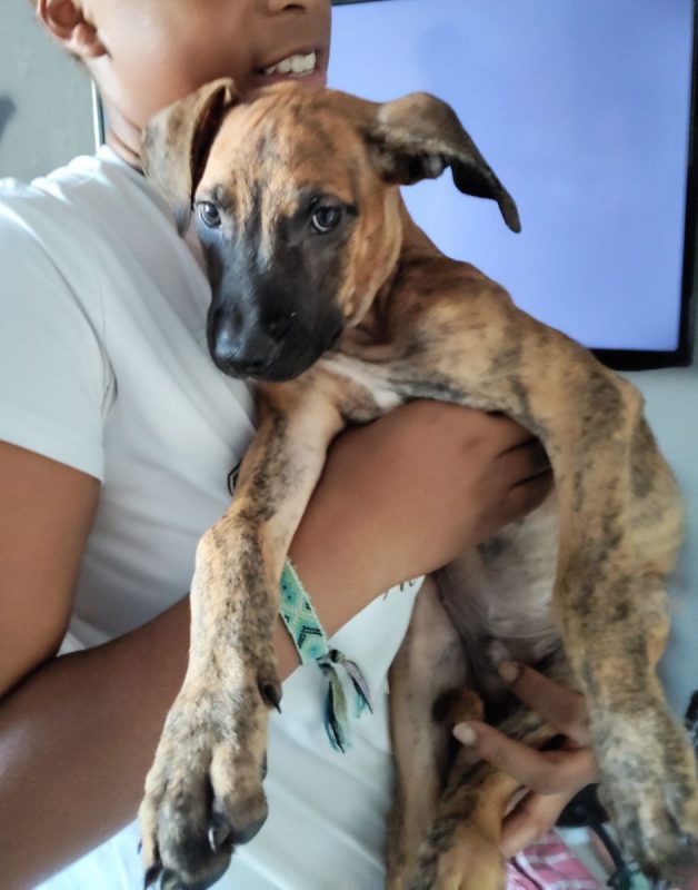 Junior - Chien à adopter - photo 5