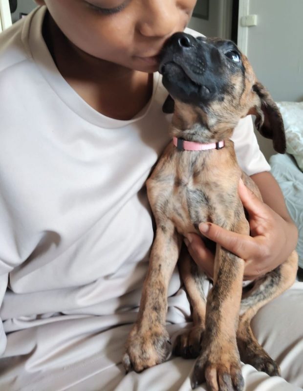 Rosa - Chien à adopter - photo 4
