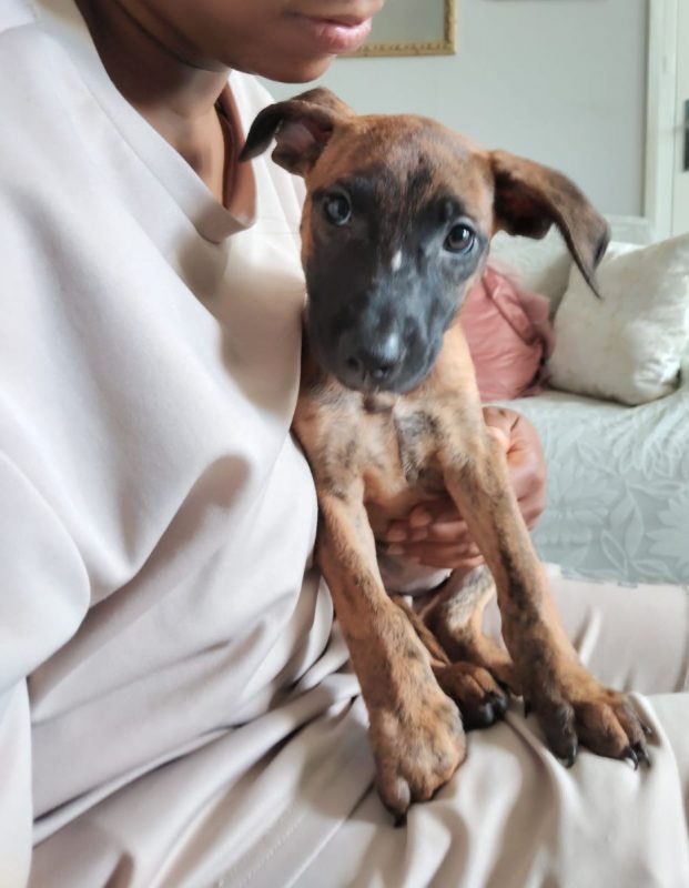 Rosa - Chien à adopter - photo 7