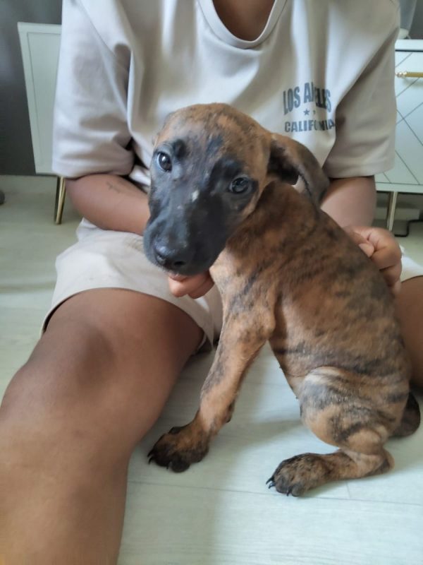 Rosa - Chien à adopter