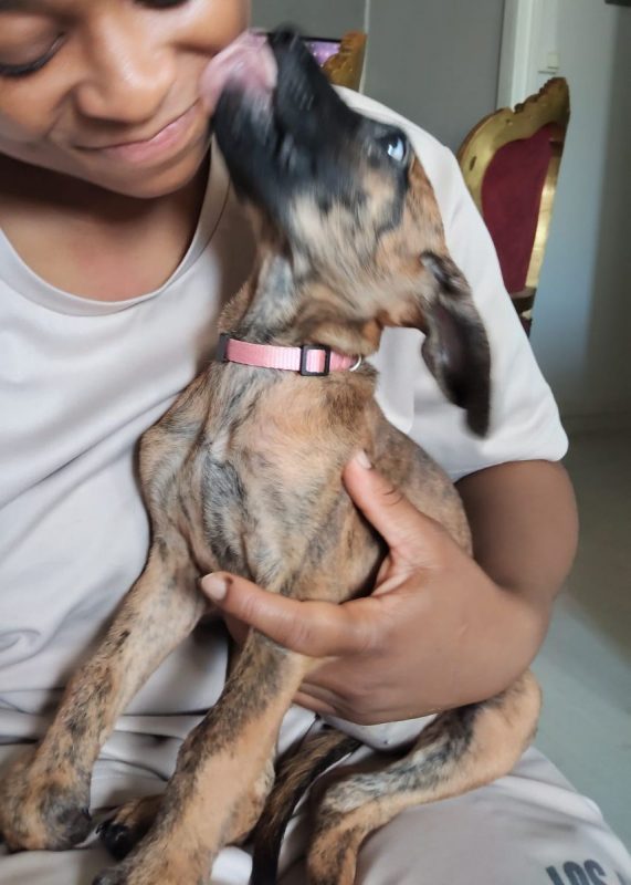 Rosa - Chien à adopter - photo 3