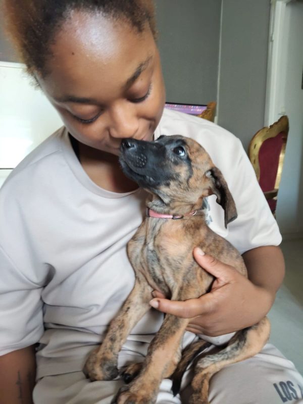 Rosa - Chien à adopter - photo 6