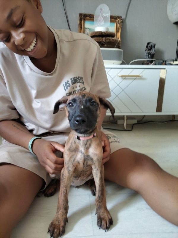 Rosa - Chien à adopter - photo 2