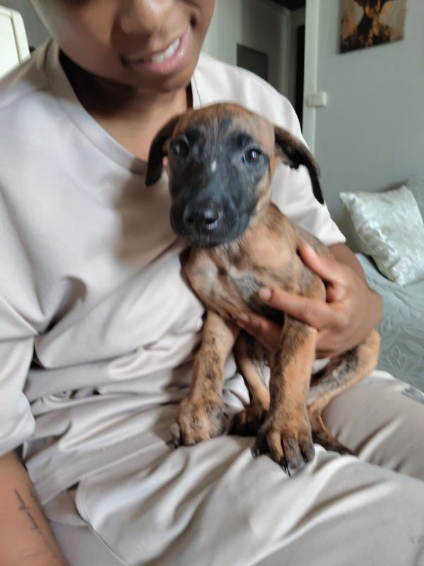 Rosa - Chien à adopter - photo 8