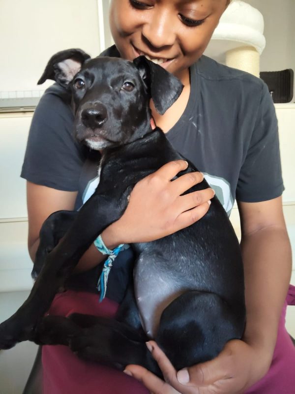 Mimi - Chien à adopter