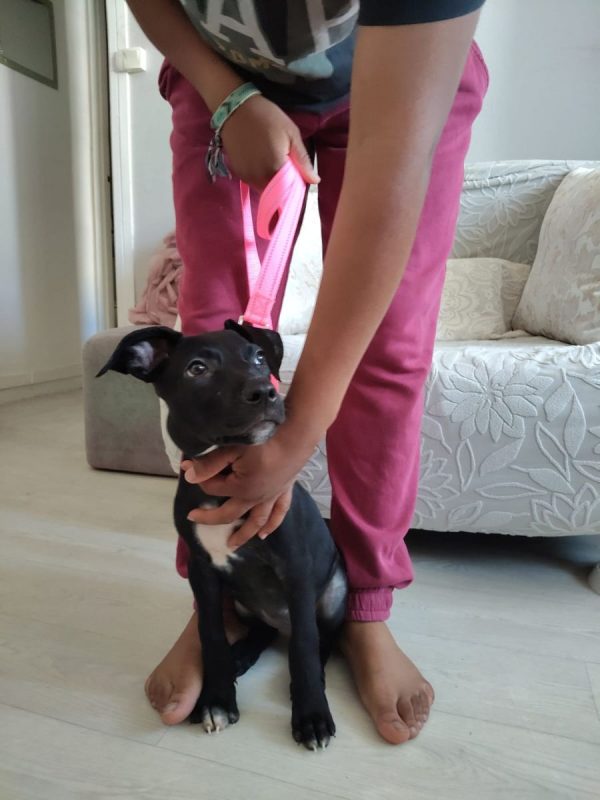 Mimi - Chien à adopter - photo 2