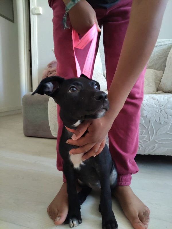 Mimi - Chien à adopter - photo 6