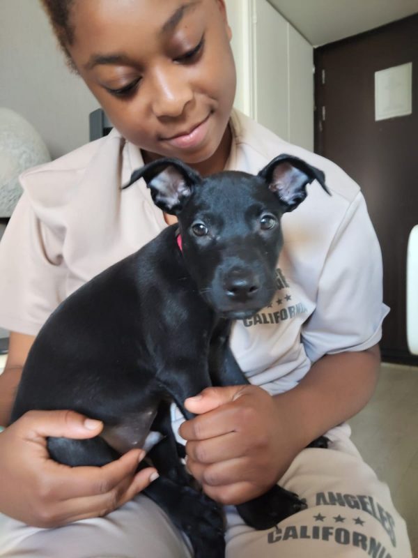 Fuego - Chien à adopter - photo 2